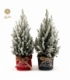 Picea