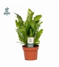 Asplenium