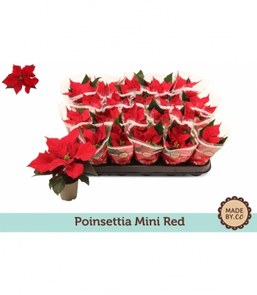 Poinsettia