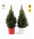 Picea