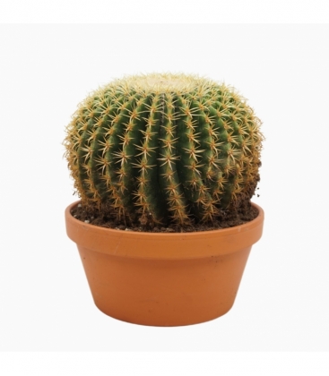 Echinocactus