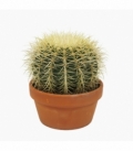 Echinocactus