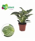 Philodendron