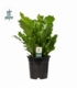 Asplenium