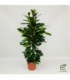 Ficus