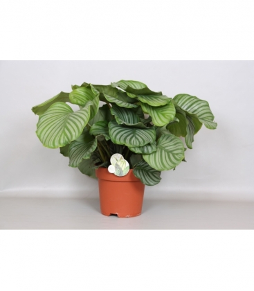 Calathea