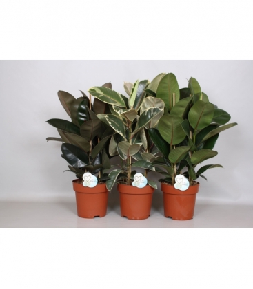 Ficus