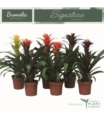 Bromelia