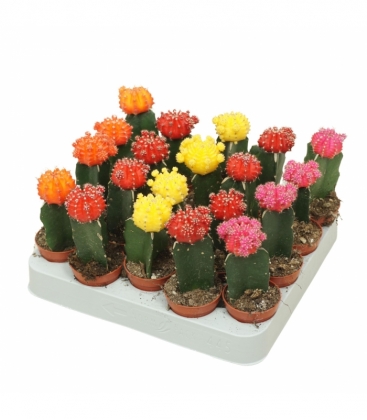 Gymnocalycium