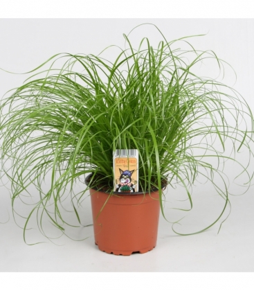 Cyperus