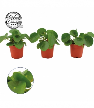 Pilea