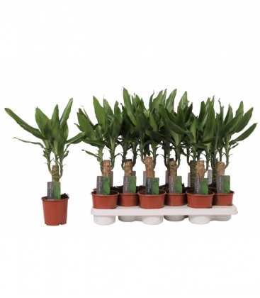 Dracaena