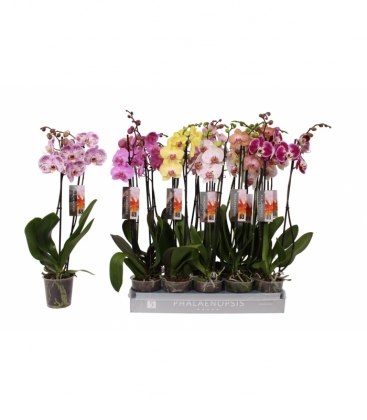 Phalaenopsis