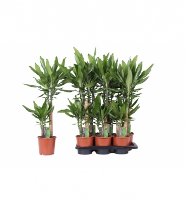 Dracaena