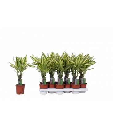 Dracaena