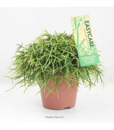 Rhipsalis