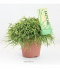 Rhipsalis