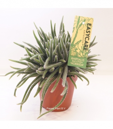 Rhipsalis