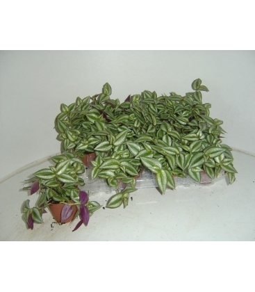 Tradescantia