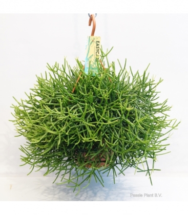 Rhipsalis