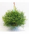 Rhipsalis