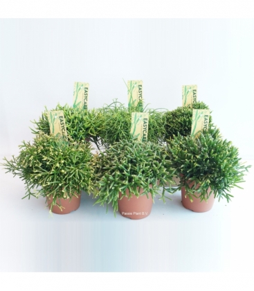 Rhipsalis