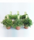 Rhipsalis