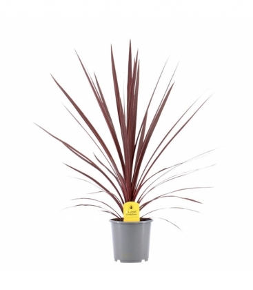 Cordyline