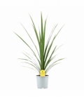 Cordyline