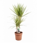 Dracaena