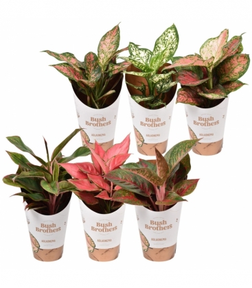 Aglaonema