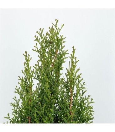 Thuja