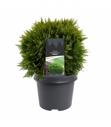 Thuja