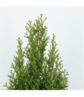 Thuja