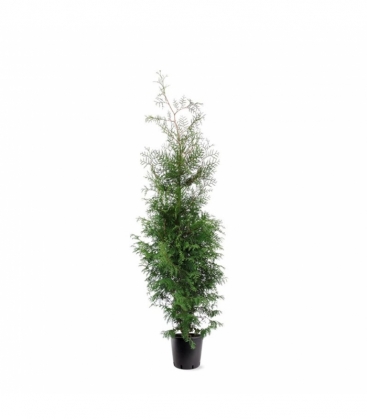 Thuja