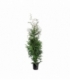 Thuja