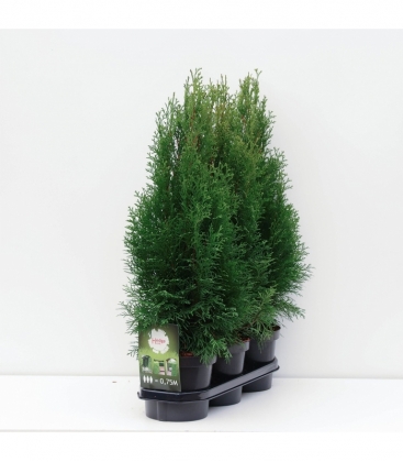 Thuja