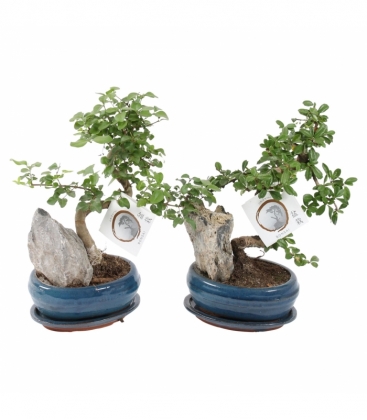 Bonsai