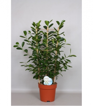 Ficus