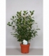 Ficus