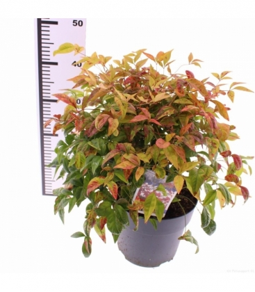 Nandina