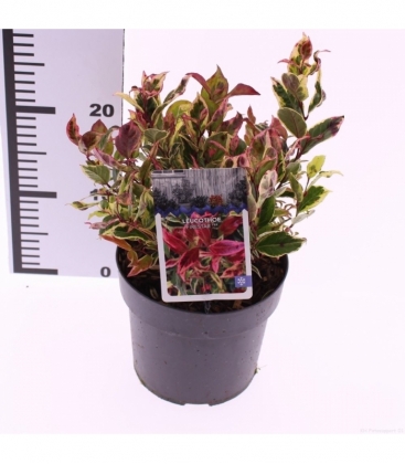 Leucothoe