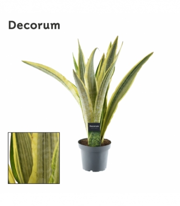 Sansevieria