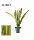 Sansevieria