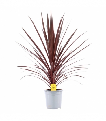 Cordyline