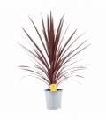 Cordyline