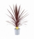 Cordyline