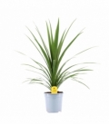 Cordyline