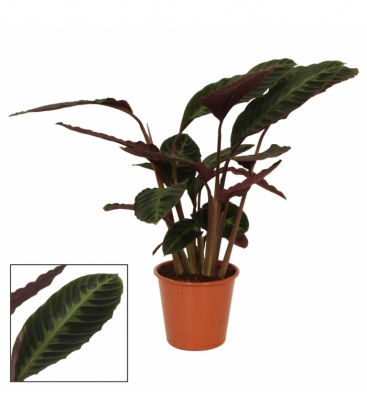 Calathea