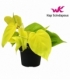 Philodendron